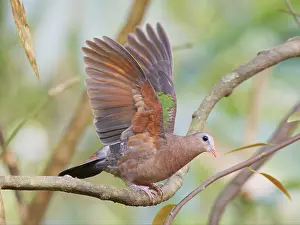 Taking: Emerald Dove take off Chalcophaps indica Sabah