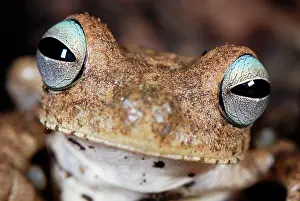 Crepitans: Emerald-eyed Treefrog / Rattle-voiced Treefrog