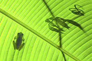 Weird: An emerald glass frog on a Calathea leaf with vine tendril silhouette