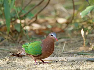 Vietnam: Emerald Ground Dove Chalcophaps indica Da Lat, Vietnam