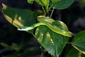 Philodryas: Emerald Palmsnake