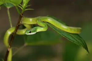 Philodryas: Emerald Palmsnake
