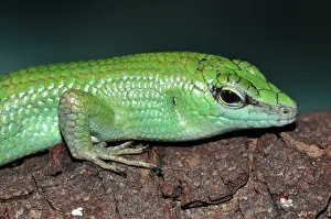 Smaragdina: Emerald Skink