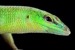 Skink: Emerald Skink (Lamprolepis smaragdina), Papua New