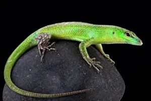 Skink: Emerald Skink (Lamprolepis smaragdina), Papua New
