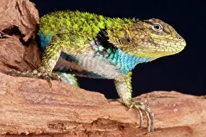 Sceloporus: Emerald spiny lizard (Sceloporus malachiticus)