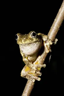 Litoria: Emerald-spotted Tree Frog