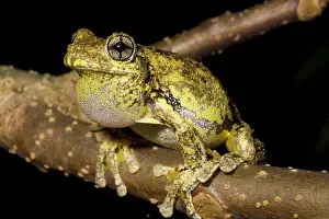 Litoria: Emerald-spotted Tree Frog