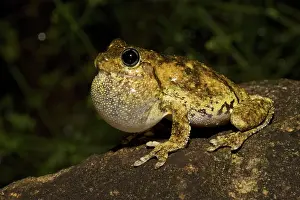 Litoria: Emerald-spotted Tree Frog