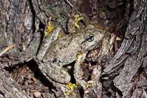 Litoria: Emerald-spotted Tree Frog