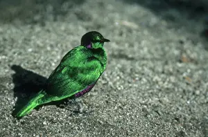 Sturnidae: Emerald Starling