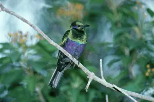 Sturnidae: Emerald Starling