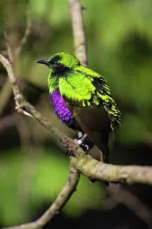 Iris: Emerald Starling, perched on branch, captive, native