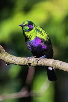 Iris: Emerald Starling, perched on branch, captive, native