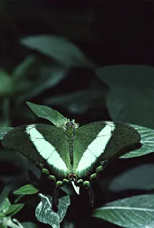 Conservatory: Emerald Swallowtail Butterfly