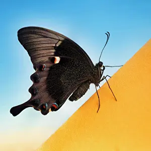 Neon: Emerald swallowtail (Papilio palinurus), Neon Swallowtail