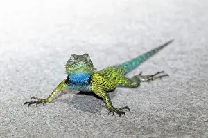 Sceloporus: Emerald Swift / Green Spiny Lizard