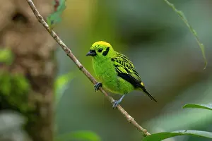 Emerald: Emerald Tanager in the Costa Rican cloud forest