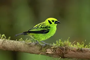 Emerald: Emerald Tanager in the Costa Rican cloud forest