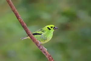 240517: Emerald tanager Tangara florida A bird in the family T