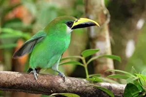 Prasinus: Emerald Toucanet