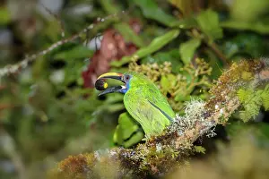 Prasinus: Emerald Toucanet