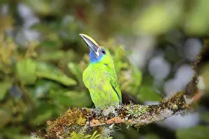 Prasinus: Emerald Toucanet