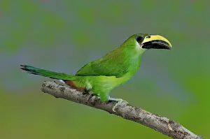 Prasinus: Emerald Toucanet