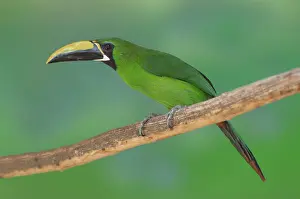 Prasinus: Emerald Toucanet
