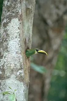 Leaving: Emerald Toucanet