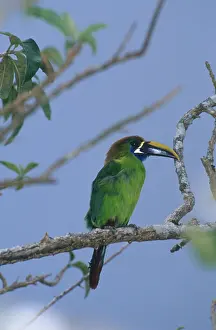 Prasinus: Emerald Toucanet