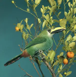 Prasinus: Emerald Toucanet