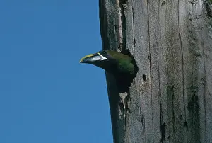 Leaving: Emerald Toucanet