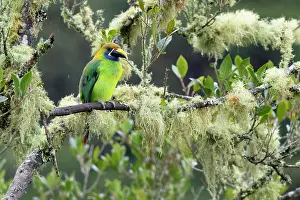 Birding: Emerald Toucanet, Aulacorhynchus prasinus