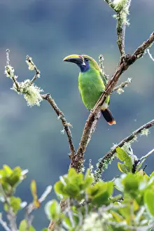 Birding: Emerald Toucanet, Aulacorhynchus prasinus