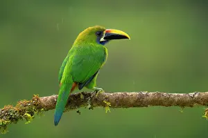 Birding: Emerald Toucanet, Aulacorhynchus prasinus