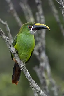 Alto: Emerald Toucanet (Aulacorhynchus prasinus) Natural
