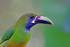 Prasinus: Emerald Toucanet Aulacorhynchus prasinus Sarapiqui, Costa Ri