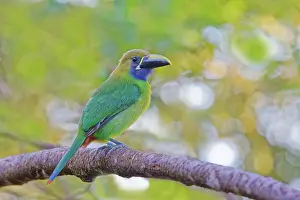 Prasinus: Emerald Toucanet Aulacorhynchus prasinus Sarapiqui, Costa Ri