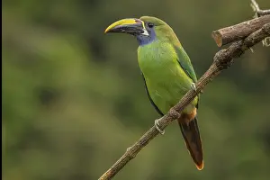 Woodpeckers: Emerald toucanet, costarica