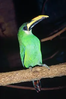 Prasinus: EMERALD TOUCANET - ON PERCH