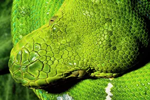 Corallus: Emerald Tree Boa