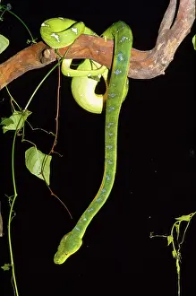 Corallus: Emerald Tree Boa