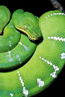 Boas: Emerald Tree BOA