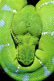 Boas: Emerald Tree BOA
