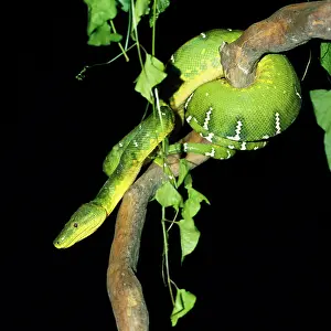 Boas: Emerald Tree Boa