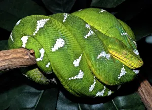Canina: Emerald Tree Boa