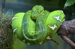 Corallus: Emerald Tree Boa
