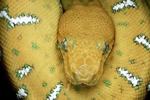 Corallus: Emerald Tree Boa