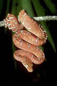 Dangling: Emerald Tree Boa